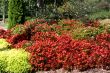 Suburban Planting