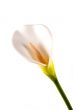 Calla Lily