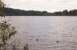 Ducks in Lake