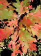 Cluster of Autumn Oak Leaves