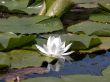 Lily Pad with White Flower