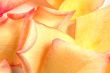 Petals of rose