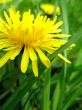 Yellow dandelion