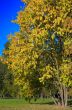 autumn park