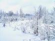 In the winter forest