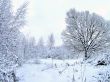 In the winter forest