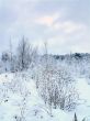 In the winter forest