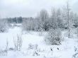 In the winter forest