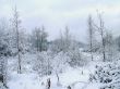 In the winter forest