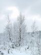 In the winter forest
