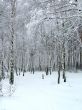 Birches