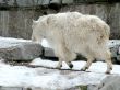 Goat in the zoo