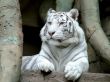White tiger