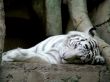 White tiger
