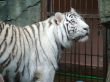 White tiger
