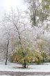 Winter came to town