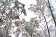 Snow-covered crowns