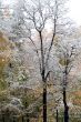 Winter came to town