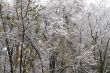 Winter came to town