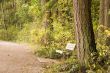 Green Bench and Pines