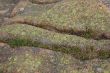 Lichen & moss on pink granite