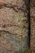 Lichen & moss on pink granite