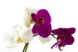 Orchids