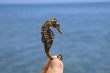 Sea Horse