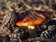 mushroom