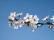 Blossoming branch of plum