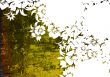 floral style backgrounds frame