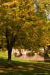 Maple Tree in October