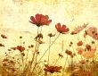 old-fashioned flower