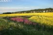 Bright paints of years fields at road