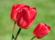 Three scarlet gentle tulips in droplets of water