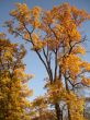 Autumn.