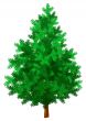 New year tree green isolated