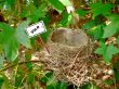 bird nest - real estate 4