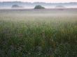 fog over bulrush