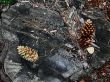 forest cones