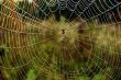 spider in centre