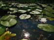 sunny lilies