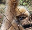 Female Gibbon