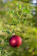 christmas ball on holly