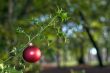 red ball on holly tree