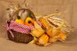 Yellow pumpkins and cobs