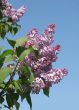 Blossoming lilac