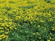Yellow  dandelions