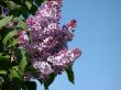 Blossoming lilac