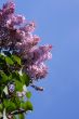  Blossoming lilac and blue sky